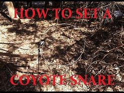 Image result for Setting Coyote Snare