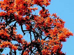 Image result for Forest Fire Flowers