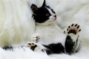 Image result for Polydactyl Cat