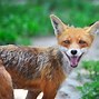 Image result for Funny Foxes