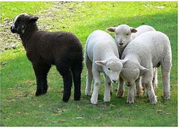 Image result for Black Sheep in the Family