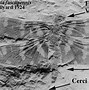 Image result for Devonian Period Insects