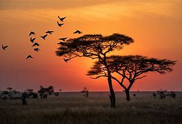 Image result for Bilder Von Elefanten in Afrika