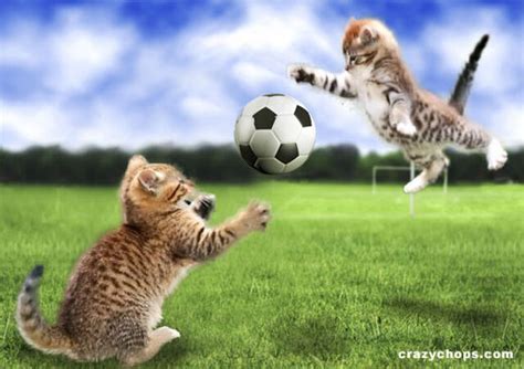 猫　サッカー に対する画像結果