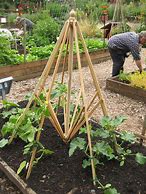 Image result for Cucumber Plant Supports