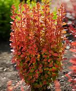 Image result for 1 Gallon - Orange Rocket Barberry Shrub/Bush - Vivid Foliage Changes Color For Months Of Visual Interest, Outdoor Plant