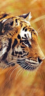 Image result for Cool Tiger iPhone Wallpapers