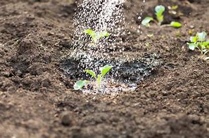 Image result for public domain picture of watering sprouts