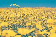 Image result for Light Yellow Aesthetic