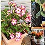 Image result for Succulent Plant Stand
