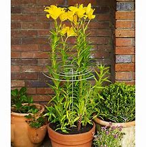Image result for Spiral Plant Supports