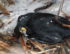 Image result for Avian Flu in Birds