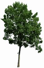 Image result for Tree PNG