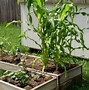 Image result for Above Ground Vegetable Garden Boxes