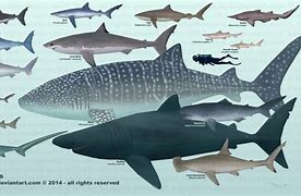 Image result for All Types of Shark Species