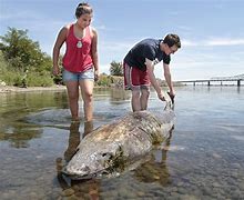 Image result for Columbia River Sturgeon