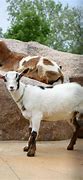 Image result for Brookfield Zoo Goat
