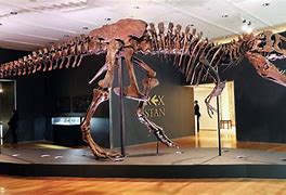 Image result for T-Rex skeleton auction