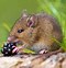 Image result for Mice Eating