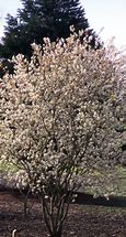 Image result for Autumn Brilliance Serviceberry - 5 Container