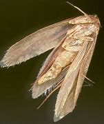 Image result for Clothing Moths