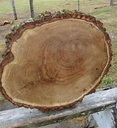 Image result for Oak Log