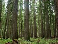 Image result for Red Cedar Pine Tree