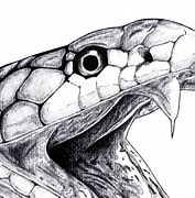 Image result for Snake Drawing