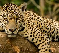 Image result for Jaguar Panthera