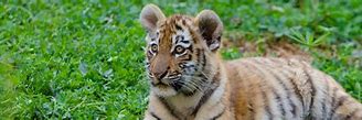 Image result for Tiger Print Clothes