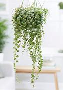 Image result for Hanging Vine Plants