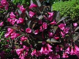 Image result for Wine Roses Weigela - 1 Container