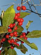 Image result for Red Sprite Winterberry Holly 3 Container