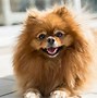 Image result for Small Dog Pomeranian
