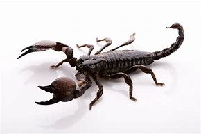 Image result for Black Desert Scorpion
