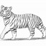 Image result for Tiger Drawing Full Body