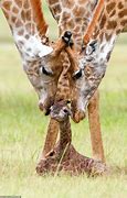 Image result for Fat Baby Giraffe
