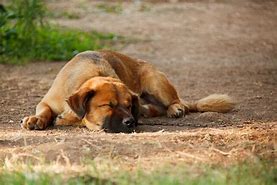 Image result for public domain picture of waiting dog