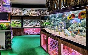 Image result for Fish Stores Near Me