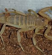 Image result for Yellow Ground Scorpion