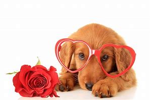 Image result for Funny Animal Valentine's Day