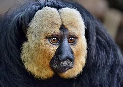 Image result for Weirdest Monkeys