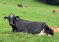 Image result for free picture of cow chewing cud