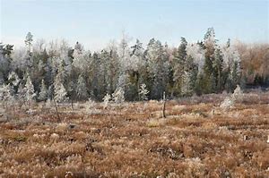 Image result for Latvia Forest