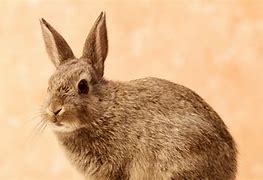 Image result for Pyramid Rabbit Trap Plans
