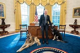 Image result for Official Photo of President Biden