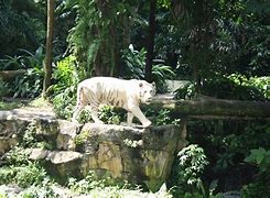Image result for Singapore Zoo Animals