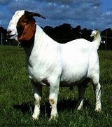 Image result for Beautiful Goat