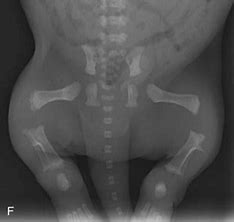 Image result for puppy bones x ray
