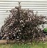 Image result for Home Depot Bushes and Shrubs
